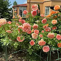Саджанці троянд Абрахам Дербі (Abraham Darby, Абрахам Дерби)