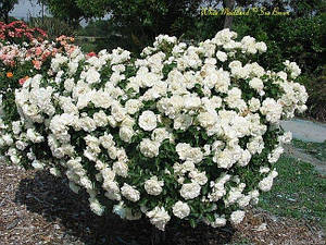 【希少】A Darden of Bell Flowers Bellflowers in the Shade Garden - YouTube