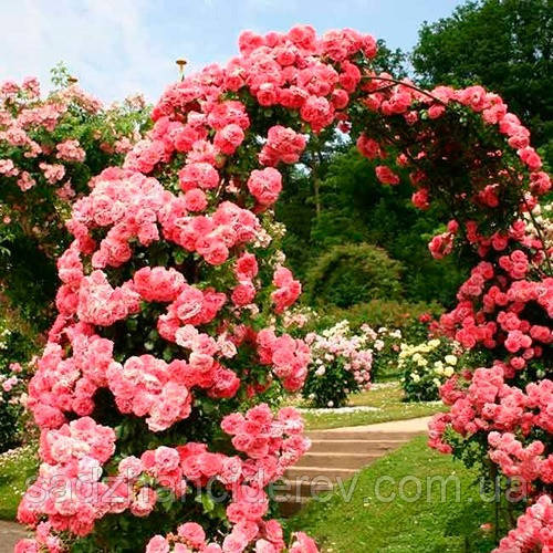 Саджанці троянд Розаріум Ютерсен (Rosarium Uetersen, Розариум Ютерсен)