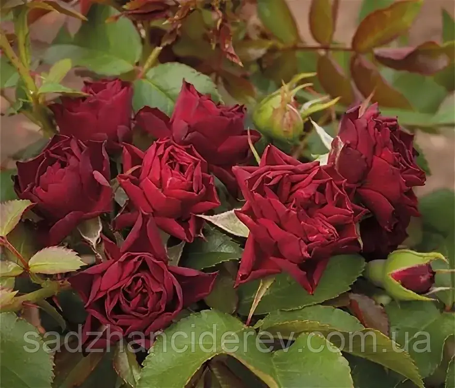 Саджанці Троянд Кларет Піксі (Claret Pixie)