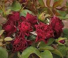 Саджанці Троянд Кларет Піксі (Claret Pixie)