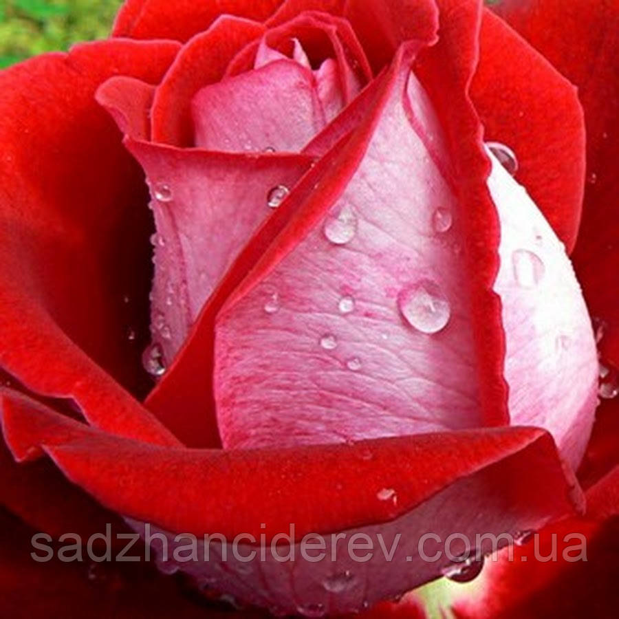 Саджанці троянд Люксор (Luxor), фото 1