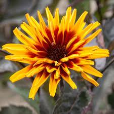 Heliopsis yellow spider, фото 1