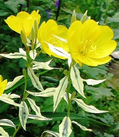 Єнотера variegata