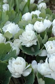Sanguinaria fiore pleno