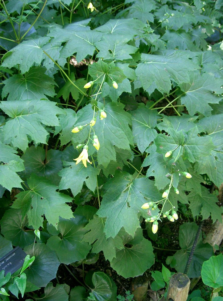 Kirengeshoma palmata, фото 1