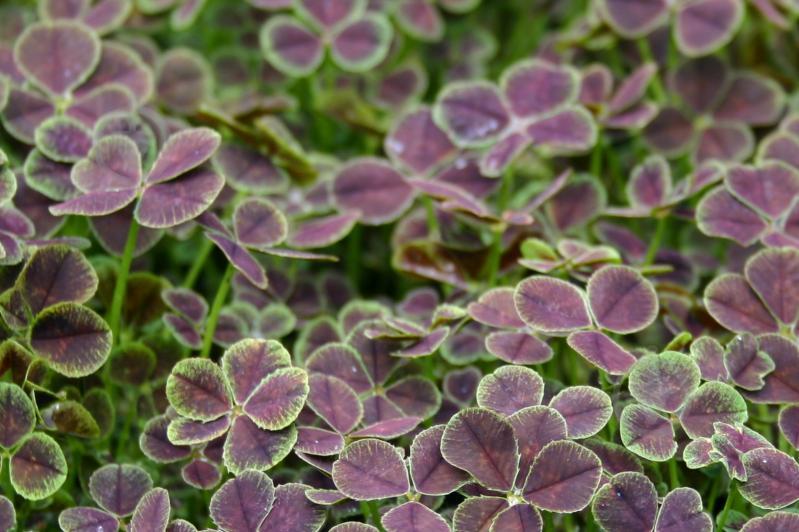 Конюшина pentaphyllum, фото 1