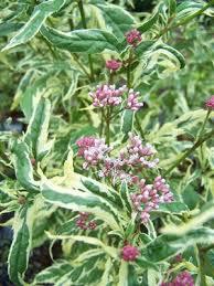 Eupatorium pink frost