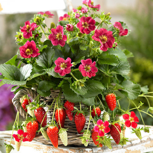 Полуниця тристан у кашпо, фото 1