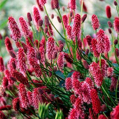 Кровохлібка мензіса, фото 1