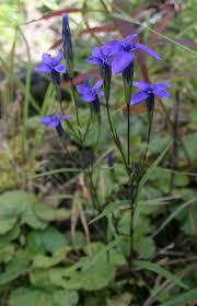 Горечавник, фото 1