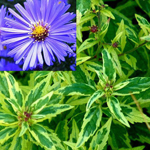 Astra Yomena Variegata