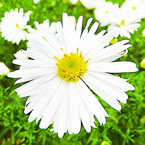 Astra schneekissen, фото 1