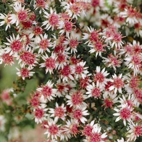 Astra latarian prince, фото 1