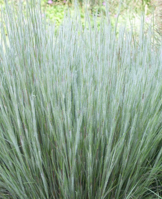 Schizachyrium ha ha tonka, фото 1