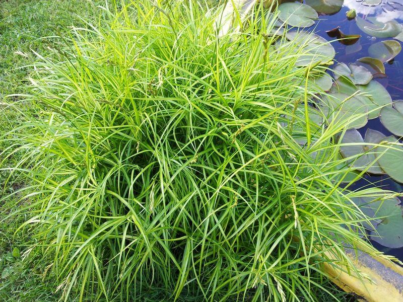 Carex muskingumensis, фото 1