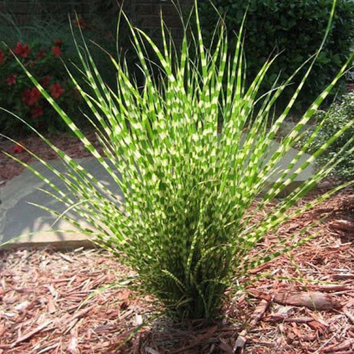Miscanthus gold bar