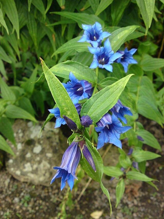 Gentiana asclepiadea, фото 1