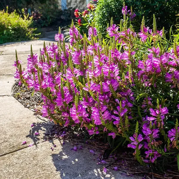 Фітостегія vivid, фото 1