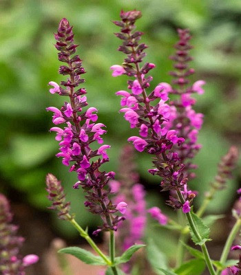 Шавлія pink beauty