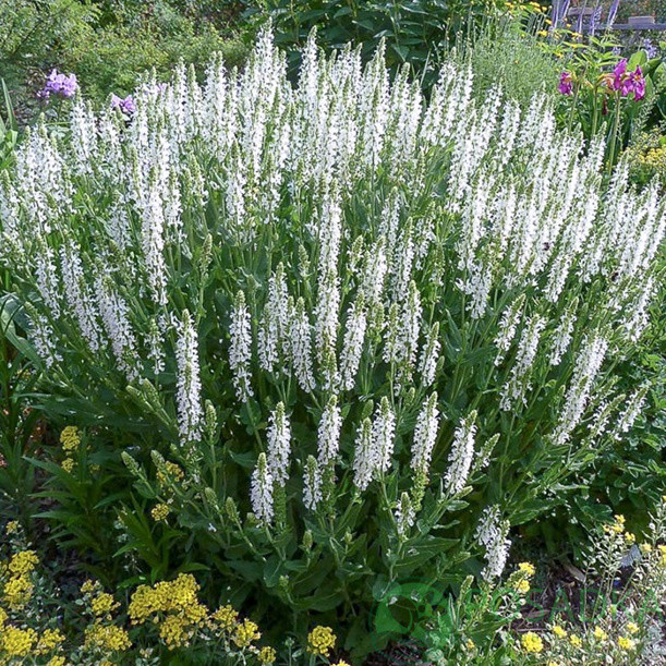 Шавлія sensation white