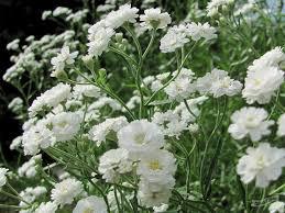 Гіпсофіла махрова полону, фото 1