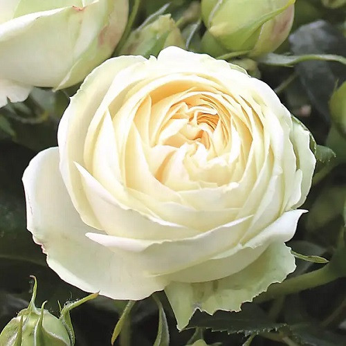 Троянди чайно-гібридні Веддінг Піано (тубус), фото 1