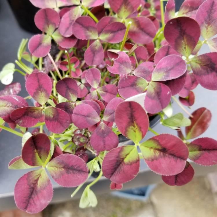 Конюшина Ізабелла, фото 1