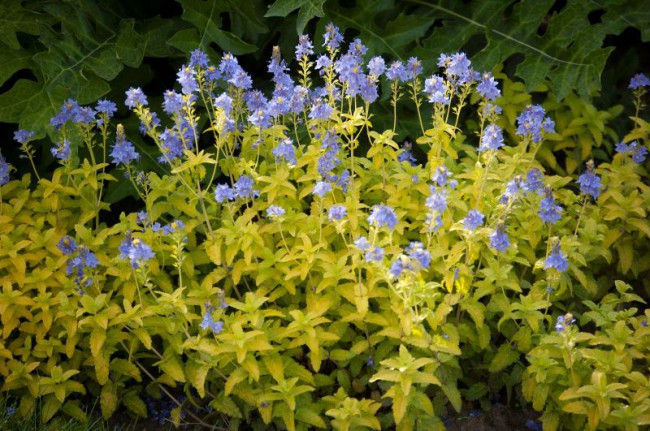 Вероніка Ацтек голд, фото 1