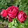 Саджанці троянд Ред Еден Роуз (Red Eden Rose), фото 2