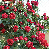 Саджанці троянд Ред Еден Роуз (Red Eden Rose)