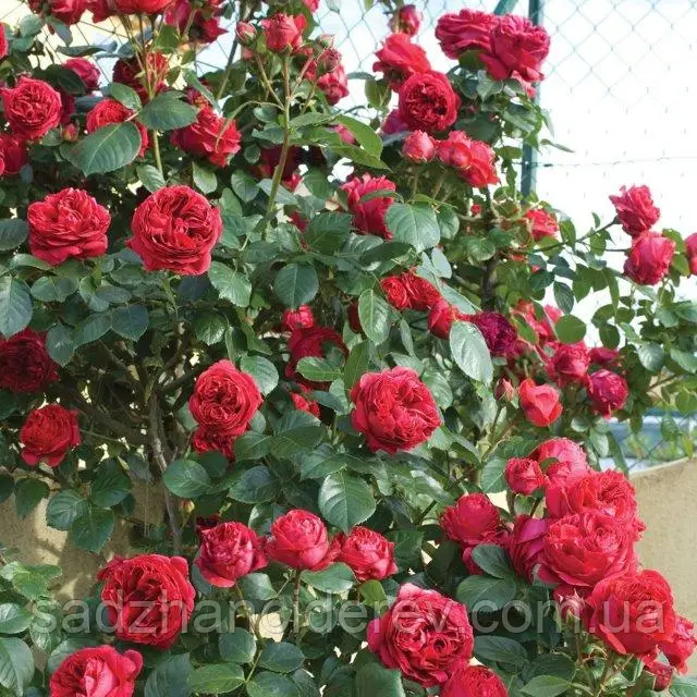 Саджанці троянд Ред Еден Роуз (Red Eden Rose), фото 1