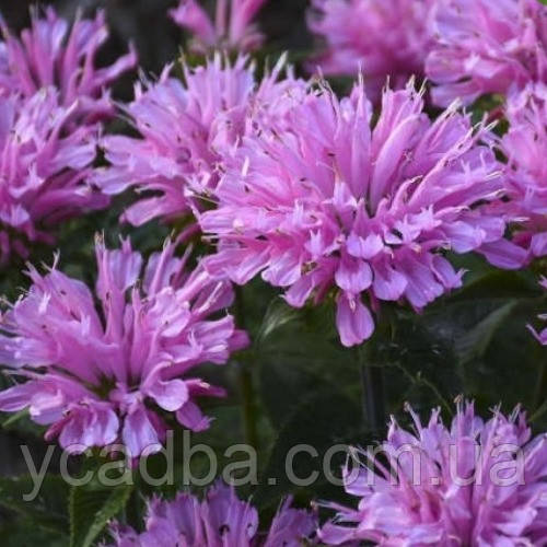 Монарда Пінк Фростінг, фото 1