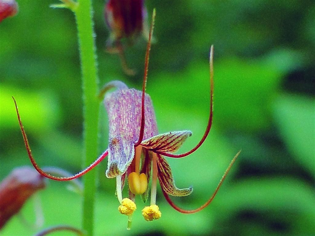Талмія menziesii