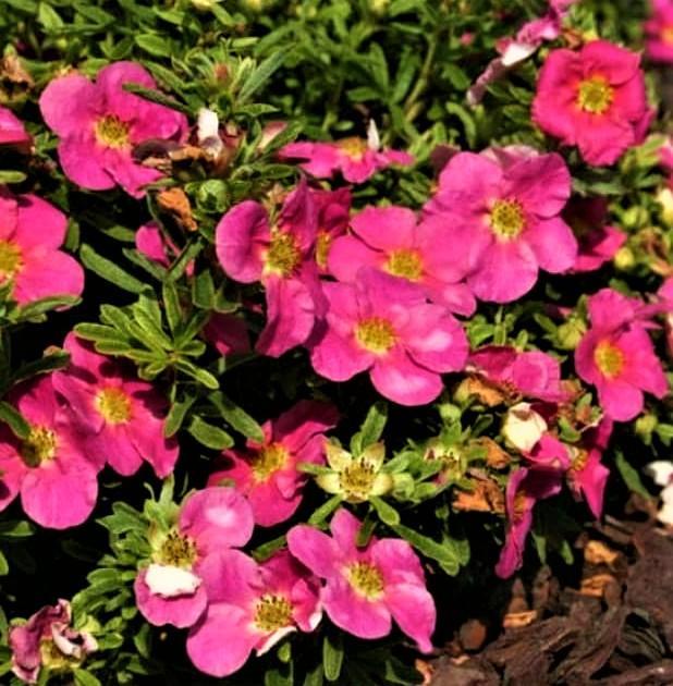 Лапчатка Bellissima, фото 1