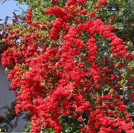 Піраканта Kuntai, фото 1