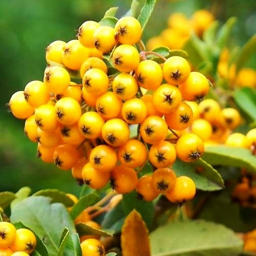 Піраканта Golden charmer