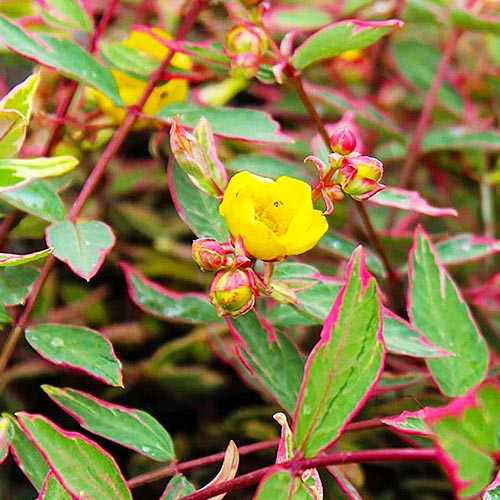 Звіробій триколор, фото 1