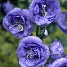 Campanula la belle