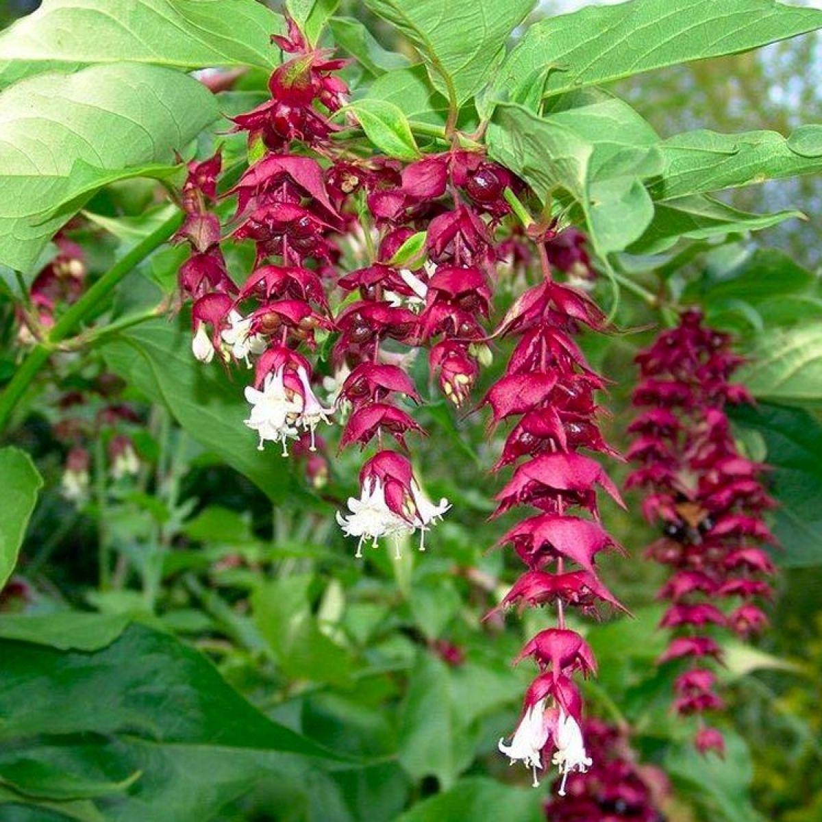 Leycesteria formosa