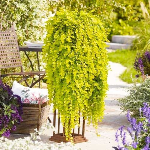 Вербейник lysimachia nummularia goldilocks, фото 1