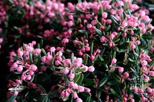 Andromeda polifolia «Blue Ice»