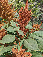 Амарант бронзовий (насіння 0,1 г)