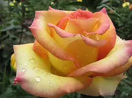 Саджанці троянд Амбіанс (Амбианс, Ambiance, Nirpnufdeu)