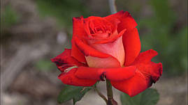 Саджанці троянд Верано (Verano)