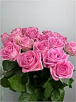 Саджанці троянд Аква (Aqua)