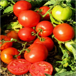 Насіння томатів дет. великий 180-200г для свіжого ринку БАГІРА F1, (5 гр.), Clause, Франція