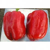 Насіння перцю ГЕРКУЛЕС F1, (5 гр.), Clause, Франція