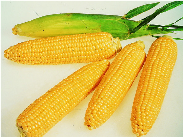 Семена кукурузы сахарной ЛЕЖЕНД F1, (1 кг), Clause, Франция - фото 1 - id-p30720322