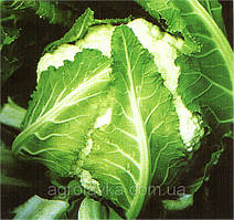 Насіння цвітної капусти НАУТІЛУС F1 (2 500 сем.), Elisem, Франція